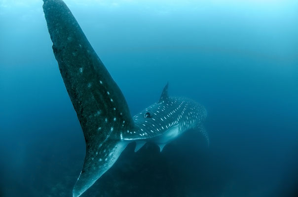 Galapagos Shark Diving - Whale shark fin