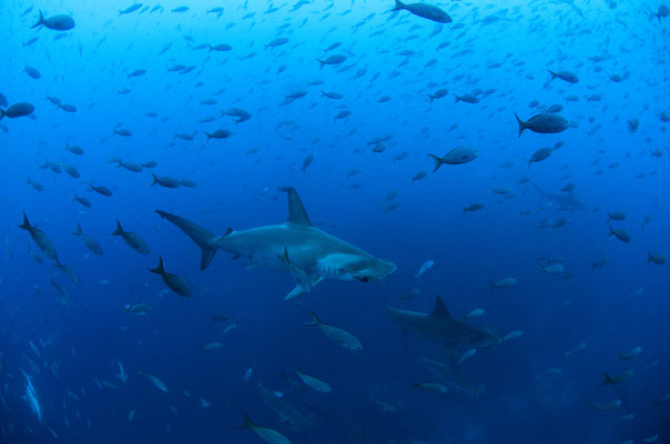 Galapagos Shark Diving - Hammerhead under water animal 