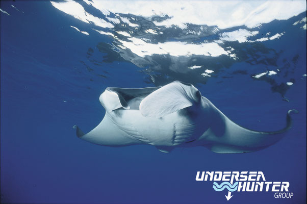 Underseahunter Group: Giant manta in Cocos Island