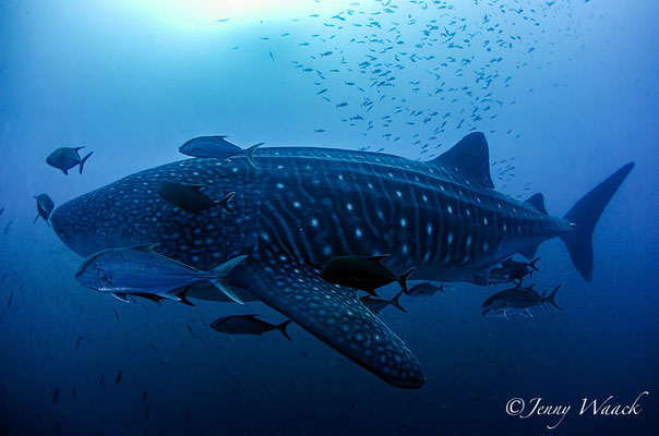 Massive Whale Shark swims and surrounded by fish