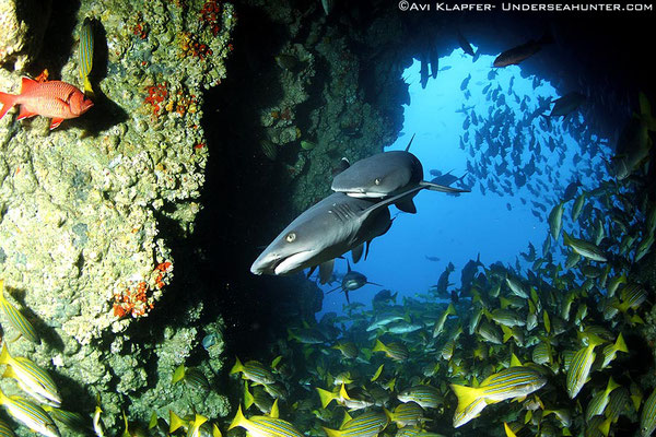 Weißspitzenhaie in Cocos, ©Underseahunter Group