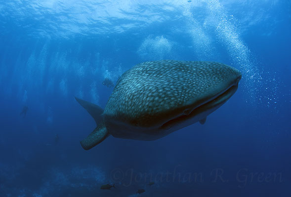 Galapagos Shark Diving - Whale Shark close to surface Galapagos Islands