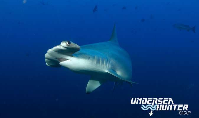 Underseahunter Group: Hammerhead shark in Cocos Island