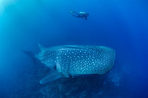 Galapagos Shark Diving - Diver above whale shark Galapagos Islands