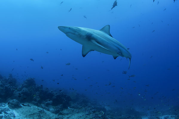 Galapagos Shark Diving - Galapagoshai 