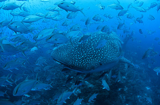 Galapagos Shark Diving - Whale Shark and swarm fish Galapagos Islands 