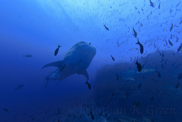 Galapagos Shark Diving - Whale Shark Galapagos Islands
