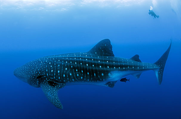 Galapagos Shark Diving - Whale Shark Galapagos Islands