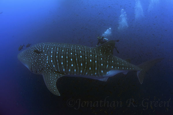 Galapagos Shark Diving - Divers and Whale Shark at Galapagos Islands