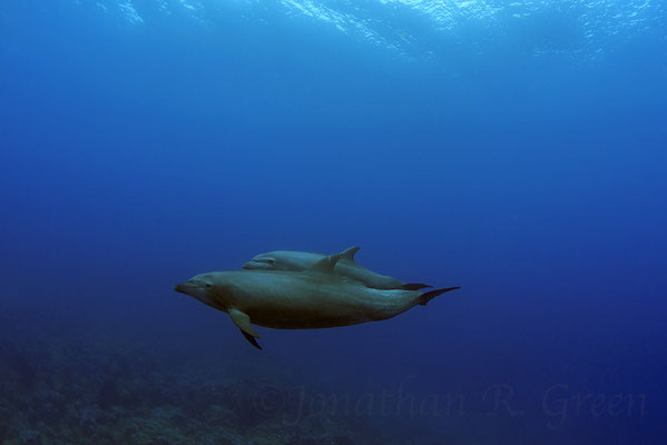 Dolphins swimming by in Darwin Arch in the Galapagos, ©Galapagos Shark Diving