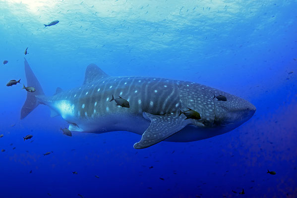 Galapagos Shark Diving - Mit Walhai tauchen