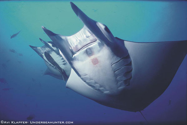 Underseahunter Group - Great manta rays in Cocos Island