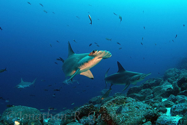 Galapagos Shark Diving - Dive with hammerhead shark Galapagos Islands 