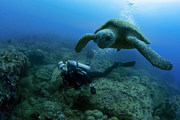 Galapagos Shark Diving - Turtle and Diver at Galapagos Islands