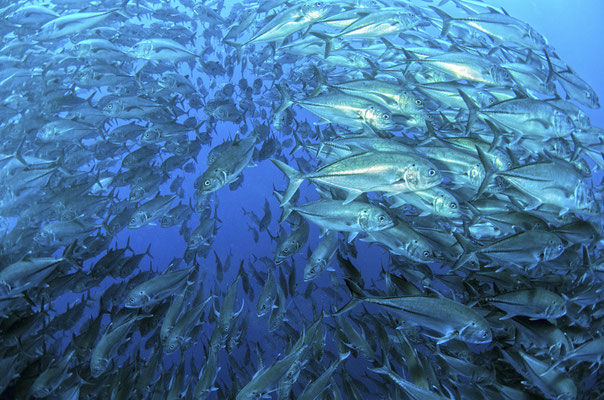 Galapagos Shark Diving - Swarm fish