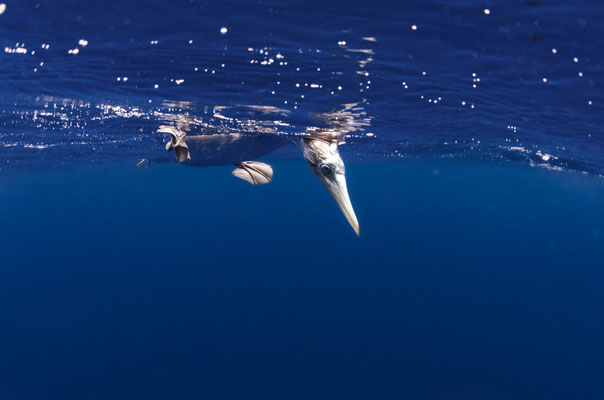 Nazca boobie sitting on the surface and looking down, ©Galapagos Shark Diving