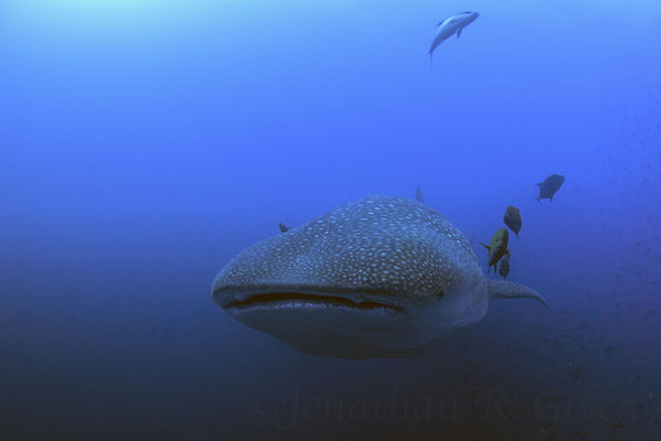 Galapagos Shark Diving - Whale Shark Galapagos Islands