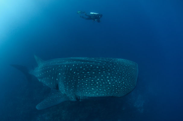 Galapagos Shark Diving - Whale Shark Galapagos Islands Dive expedition 