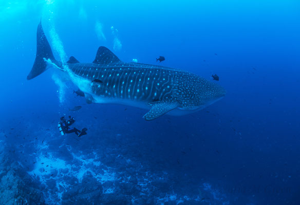 Diver filming a adult whale shark in Darwin Arch in the Galapagos, ©Sofia Green