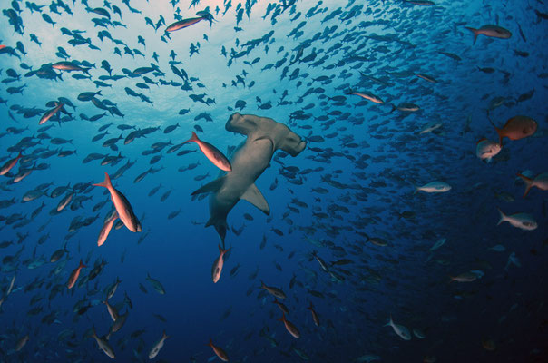 Galapagos Shark Diving - hammerhead shark and swarm fish Galapagos islands Underwater world