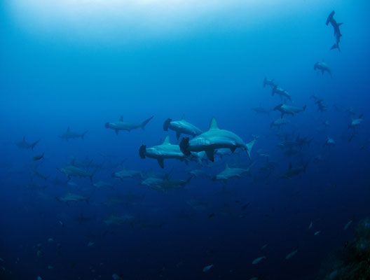 Galapagos Shark Diving - Hammerheads