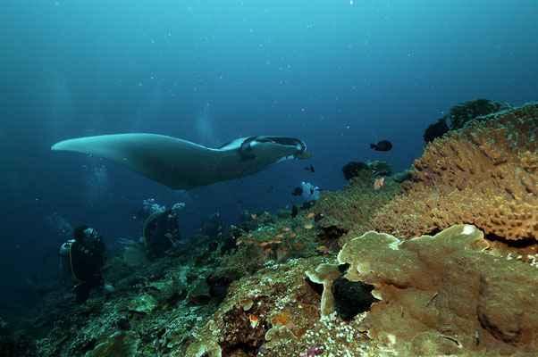 Mantas in Raja Ampat, Indonesia - ©Pindito