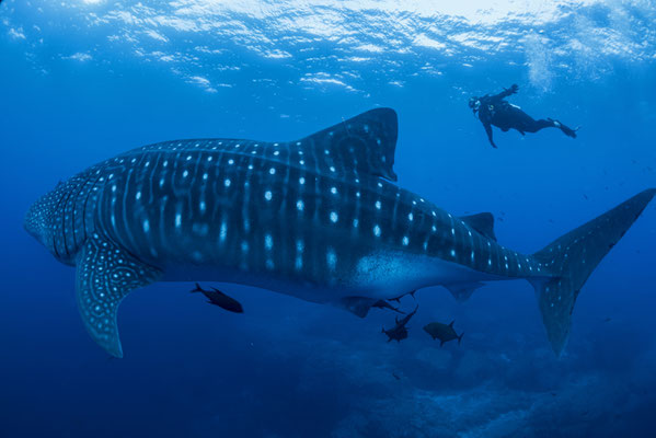 Diver swimming with an adult whale shark side by side, ©Sofia Green