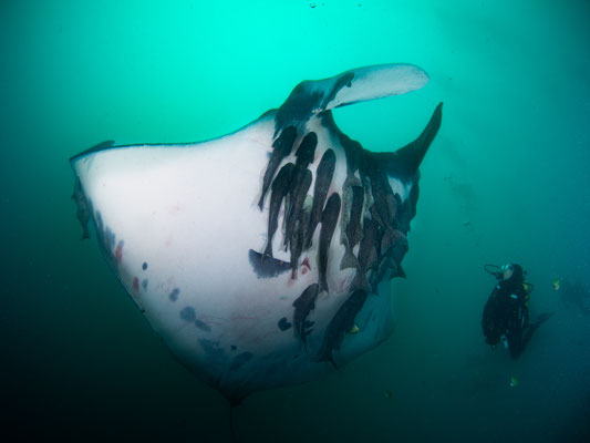 Giant manta and a diver 'belly to belly'