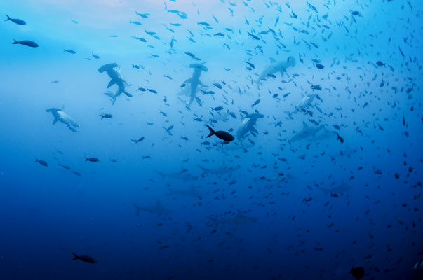 Hammerhead sharks swimming close to the surface in Galapagos, ©Galapagos Shark Diving