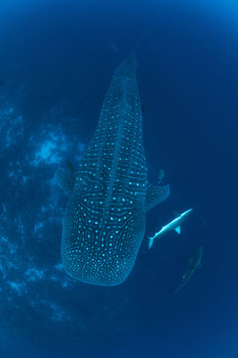 Whale shark swimming under the diver, ©Galapagos Shark Diving