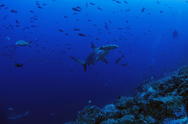 Hammerhead shark swimming by, ©Galapagos Shark Diving