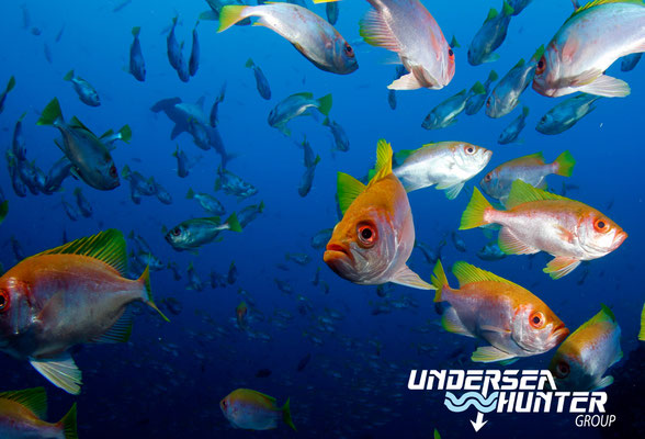 Underseahunter Group - school of fish in Cocos Island