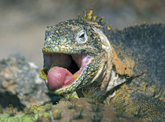 Galapagos Shark Diving - Marine iguana