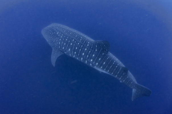 Whale shark swimming under the divers, ©Galapagos Shark Diving