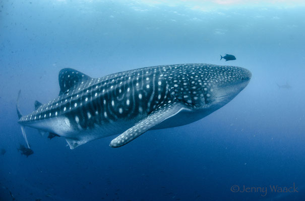 Whale shark encounter, ©Galapagos Shark Diving