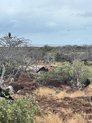 North Seymour is a fascinating place with open nesting grounds of blue-footed Boobies and the archipelago’s largest colonies of Great and magnificent Frigate birds