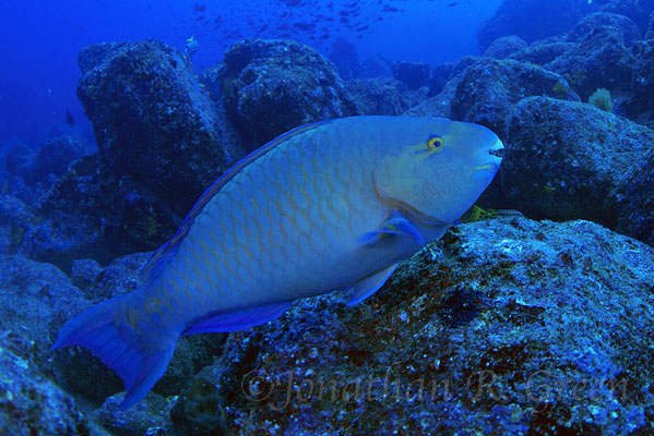 Galapagos Shark Diving - Dive at Galapagos Islands 