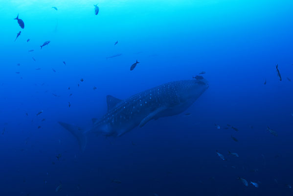 Galapagos Shark Diving - Whale Shark Galapagos Islands Dive expedition 