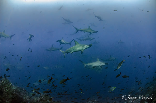 Hundreds of hammerheads swim through the water in the Galapagos Islands