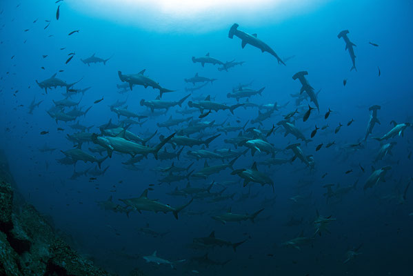 Huge school of hammerhead sharks swimming by, ©Galapagos Shark Diving