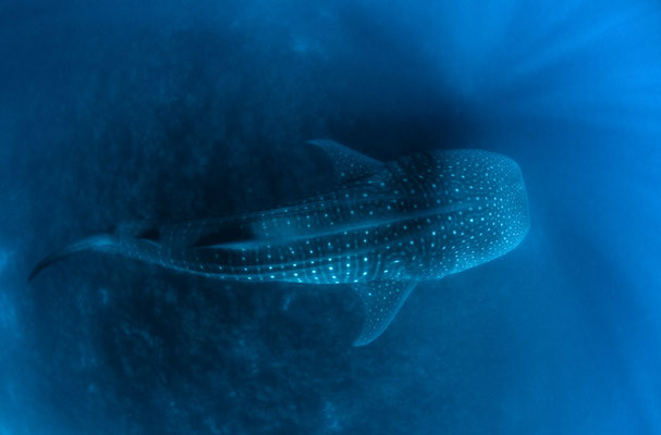 Galapagos Shark Diving - Whale Shark from above