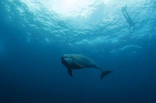 Dolphin encounter, ©Galapagos Shark Diving