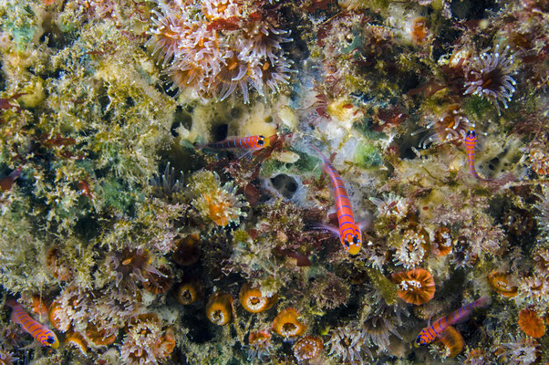 Galapagos Shark Diving - corals and fish underwater nature Galapagos Islands