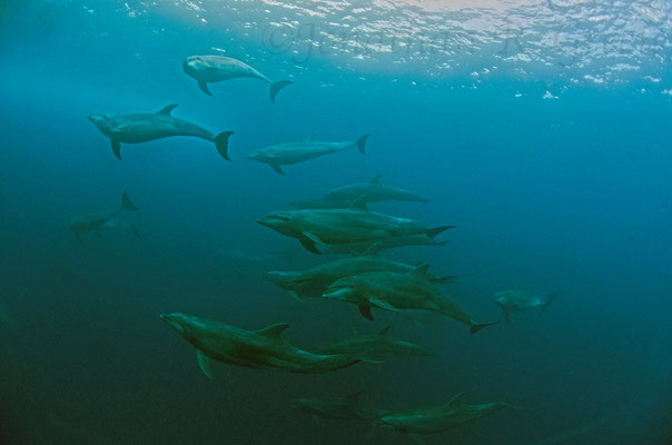 Galapagos Shark Diving - Dive with Dolphins at Galapagos Islands