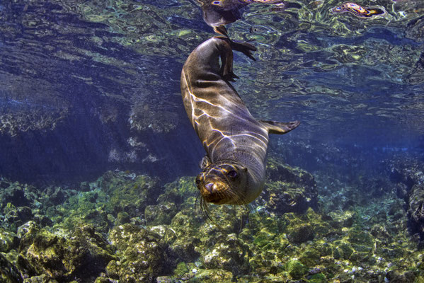 Galapagos sea lion playing with the diver under water, ©Galapagos Shark Diving