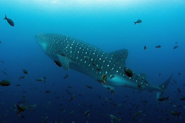 Galapagos Shark Diving - Whale shark with fish Galapagos Islands