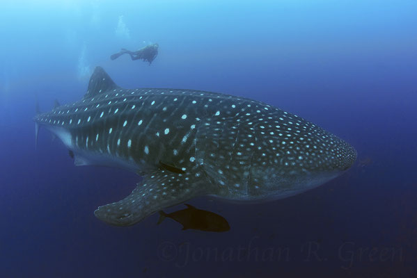 Galapagos Shark Diving - Whale shark close to surface 