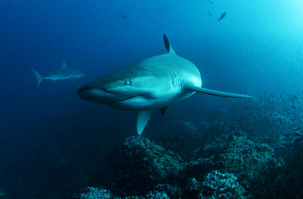 Very close encounter with a Galapagos shark, ©Galapagos Shark Diving