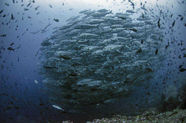 Big school of big eyed jacks in Galapagos, ©Galapagos Shark Diving