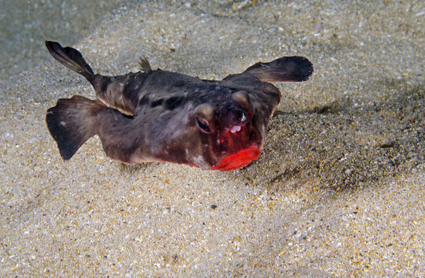 Red-lipped batfish in Pinzón, Galapapagos, ©Galapagos Shark Diving